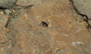 小蚂蚁的特点 蚂蚁的外形特点